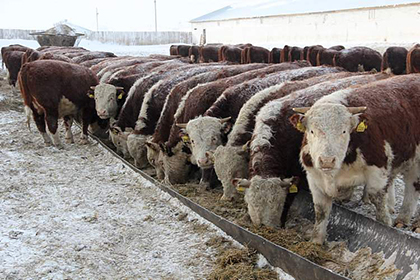 Минсельхоз Казахстана закрывает экспорт живого скота