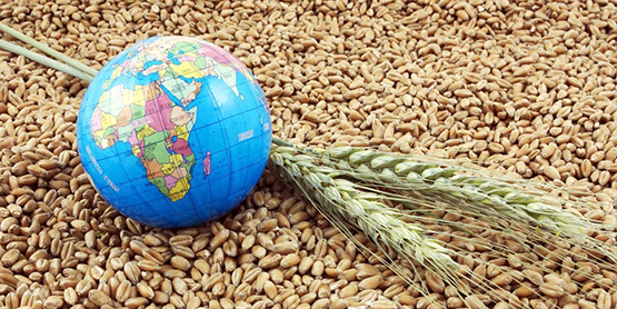 Казахстан и Россия смогут консолидированно нарастить экспорт зерна – экономист