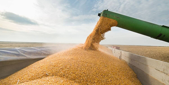 Казахстану не хватило пшеницы
