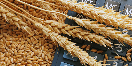 Непроданный урожай: Казахстан теряет миллиарды упущенного дохода от зерна